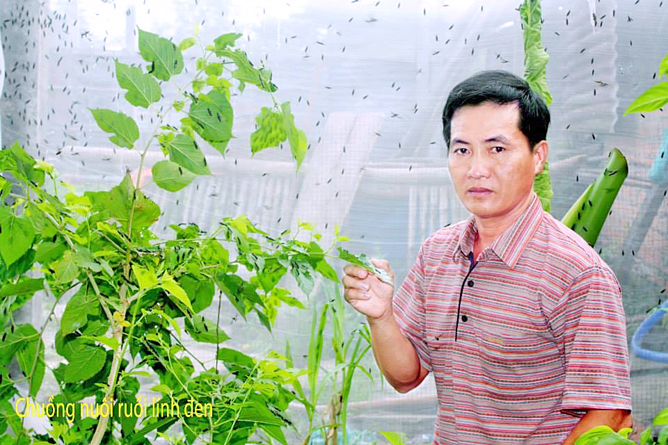 Làm giàu từ nuôi ruồi lính đen